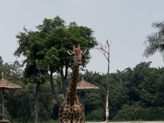 -广州长隆野生动物世界