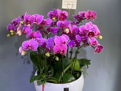 -拾花记花艺·求婚·订婚·生日布置(高新店)