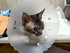 -北京观赏动物医院·24小时大型综合·猫专科·异宠专科