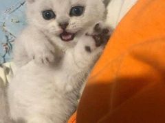 -客栈猫舍(中央北路店)