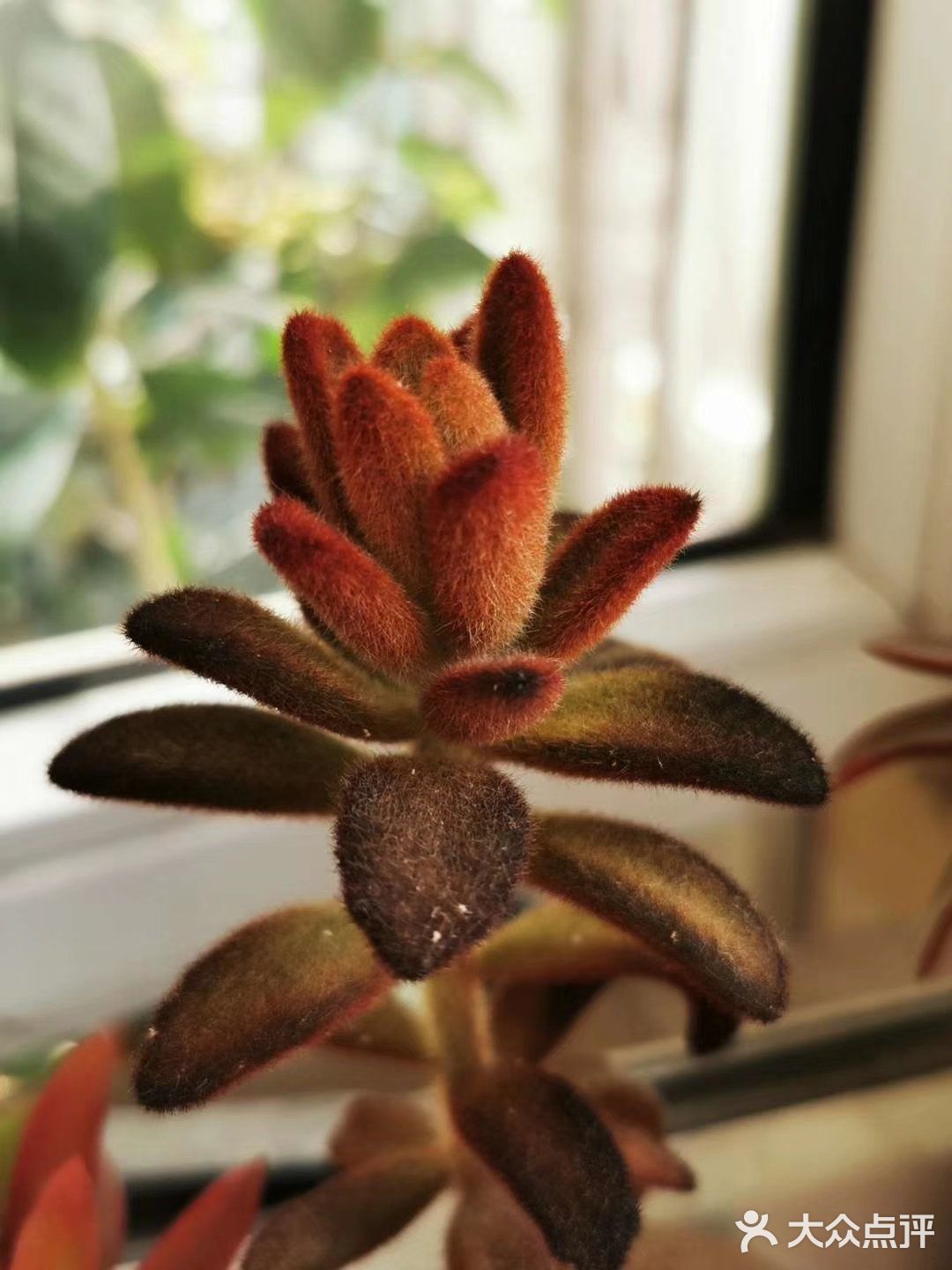 多肉植物园