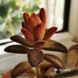 多肉植物园