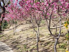 -元大都城垣遗址公园