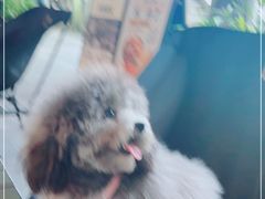-乐凯撒披萨(福田COCOPark店)