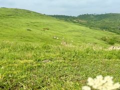 -恋山坝上草原