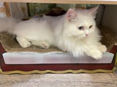 -小时光咖啡馆(开森度假森林店)