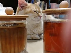 -逗柴咖啡屋·狗咖猫咖宠物桌游