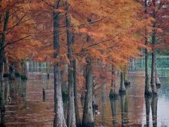 -白鹭湾湿地公园