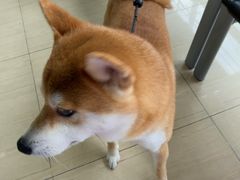 -瑞派天使宠物医院·神经外科·骨科·核磁CT(洛川中路店)
