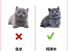 -翊宠yipet猫狗购宠庄园犬舍•猫舍