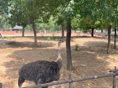 -石家庄市动物园