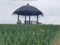 -径山花海