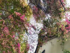 -深圳国际园林花卉博览园