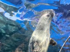 -上海海洋水族馆