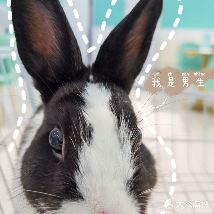 Nice 🐰meet U-魔都遇见萌兔