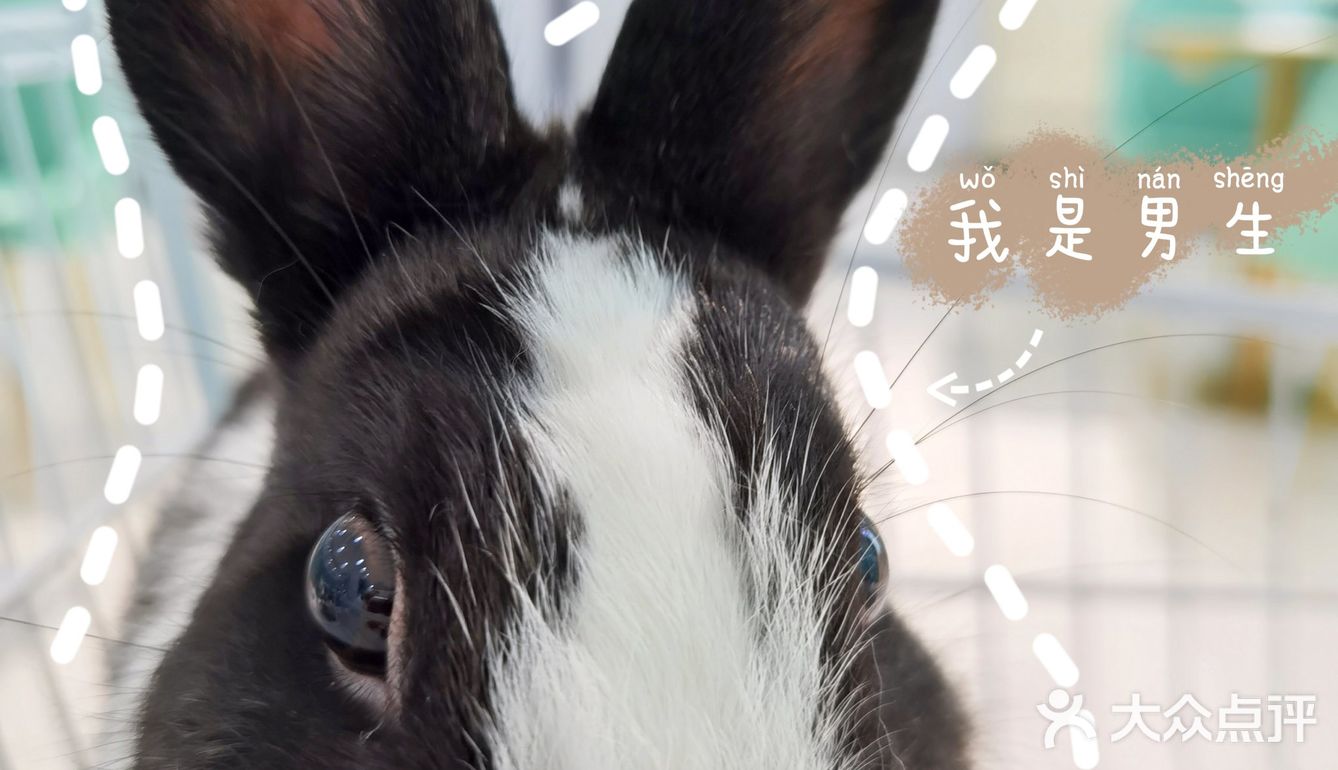 Nice 🐰meet U-魔都遇见萌兔