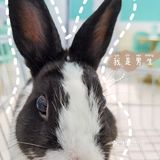 Nice 🐰meet U-魔都遇见萌兔