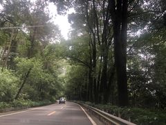 -铁山坪森林公园