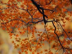 -庐山风景区花径公园