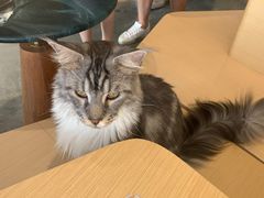 -瞄一喵猫咖(格力海岸店)