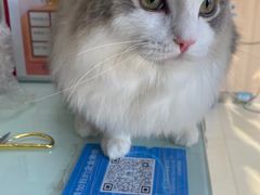 -宠福鑫康馨动物医院·骨科·眼科