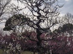 -莘庄公园