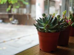 -Poke lemon海鲜波奇饭·柠檬茶(金碧开放小区店)