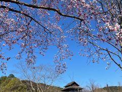 -杭州植物园