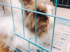 -志龙皇冠吃货椰子铺