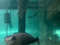 -悉尼海洋生物水族馆