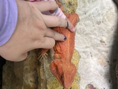 -广州长隆飞鸟乐园