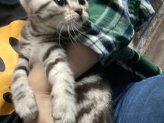 -猫尾侦探俱乐部·剧本杀·狼人杀