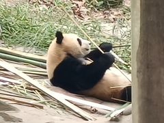 -都江堰中华大熊猫苑