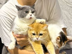 -瑞鹏宠物医院·骨科·猫科·内科(第一中心)