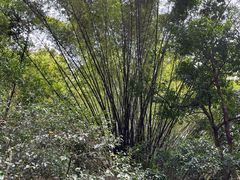 -广州市白云山风景名胜区