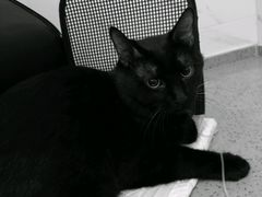 -伟伟宠物医院·CT影像中心·瑞派犬猫综合性门诊(汉口总院)