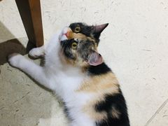 -藏猫猫咖啡主题馆(中央大道店)