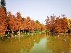-海珠湖公园