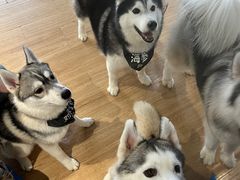 -Husky Go! 哈士奇体验馆·宠物咖啡厅狗咖