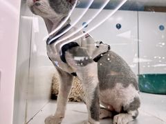 -1013 PET SHOP精品宠物商店(丁香店)