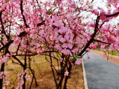 -大兴滨河森林公园