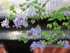 -大觉寺-停车场