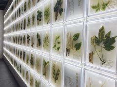 -广东中医药博物馆