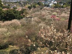 -香雪海
