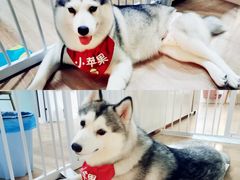 -Husky Go! 哈士奇体验馆·宠物咖啡厅狗咖