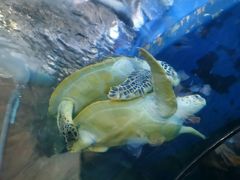 -太平洋海底世界