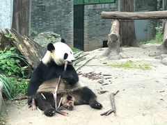 -都江堰中华大熊猫苑