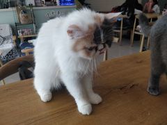 -平行世界·猫咖(首经贸店)
