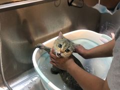 -PETKIT小佩宠物·低压洗护(国顺东路店)