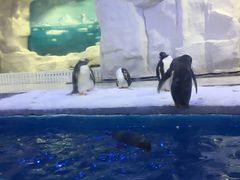 -华夏文旅海洋公园